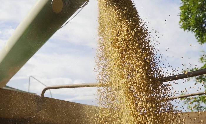 Uso de biológicos na agricultura impulsiona safra recorde de grãos no Brasil
